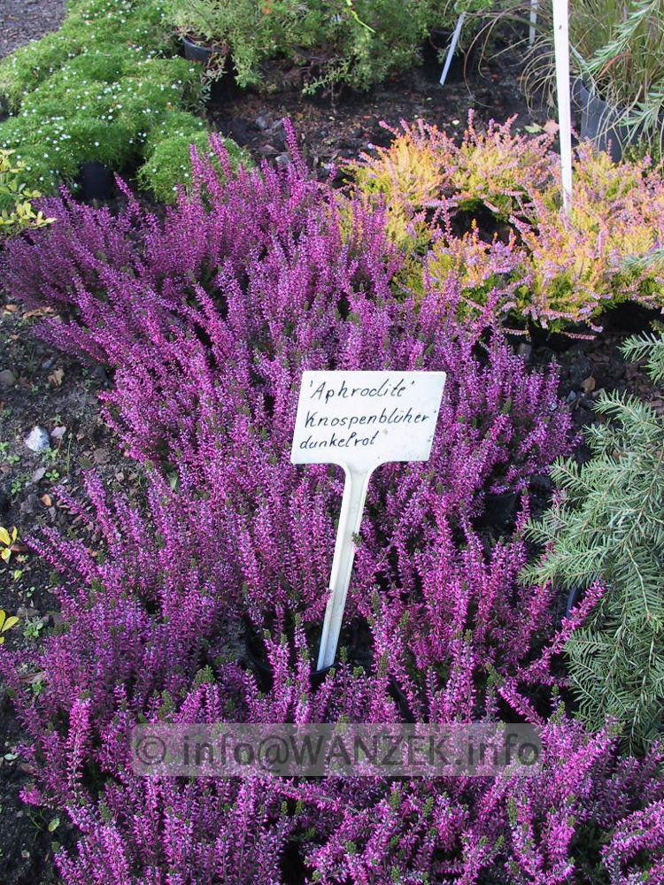 Calluna vulgaris Aphrodite 03.jpg